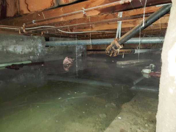 Best Carpet water damage restoration  in Bridgetown, MS