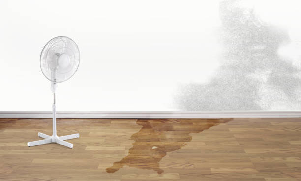Best Water damage restoration mold remediation  in Bridgetown, MS